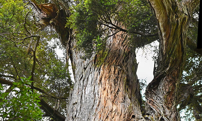 Snowberry New Zealand - Totara Tree