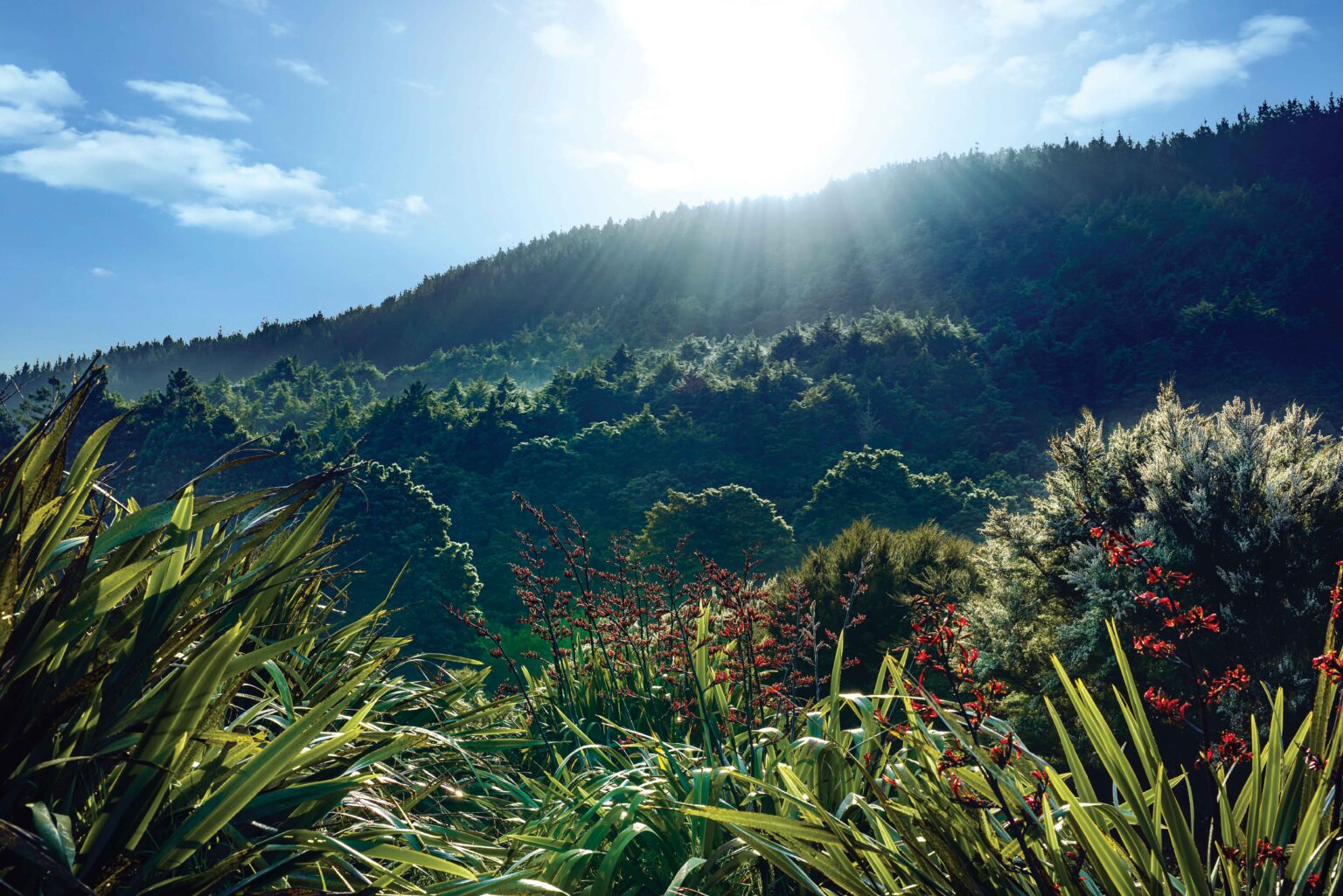 Snowberry New Zealand - Snowberry Gardens