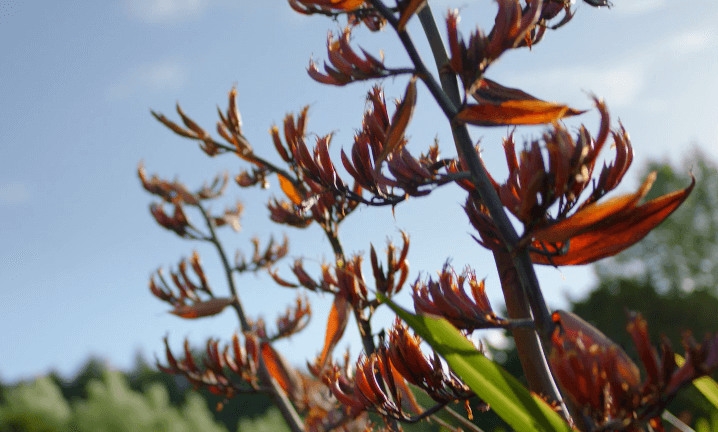 Harakeke oil plant from New Zealand